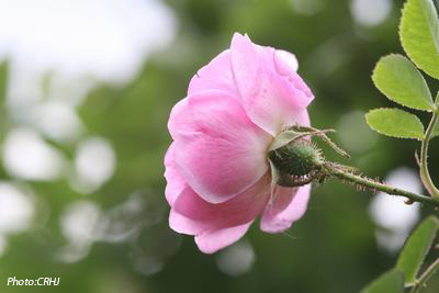 Hurdalsrosen. Photo: Camilla Hesby Johnsen